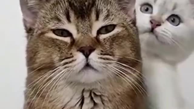 Funniest Cat And Dogs 😂 Funny Animal Videos
