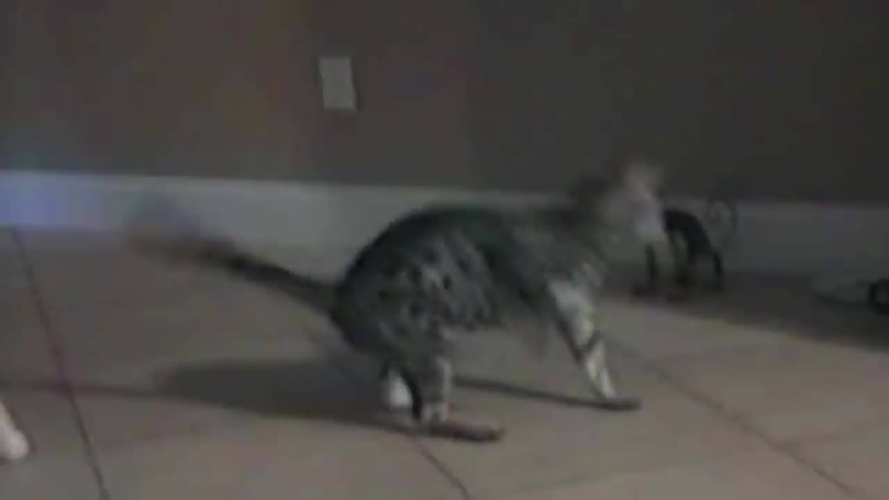 Cat funny moment
