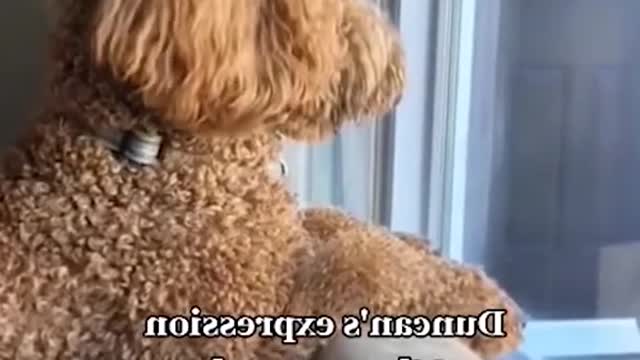 funnyanimals