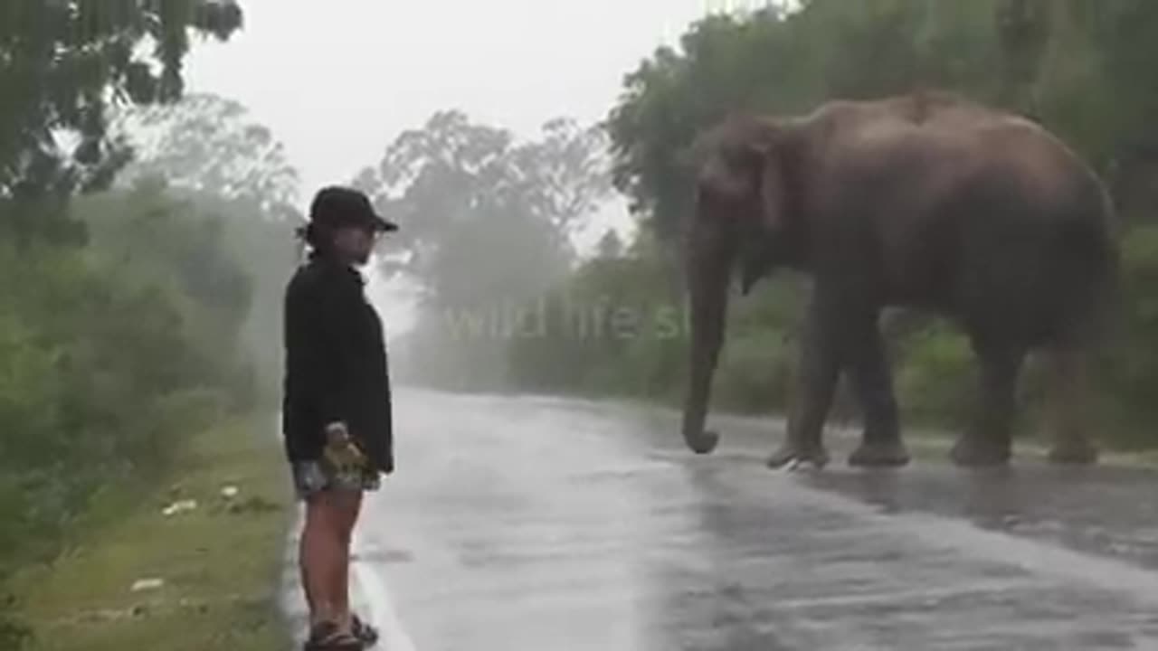 wildelephant attack