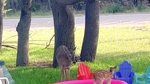 Fawn Tries The Kiddie Pool