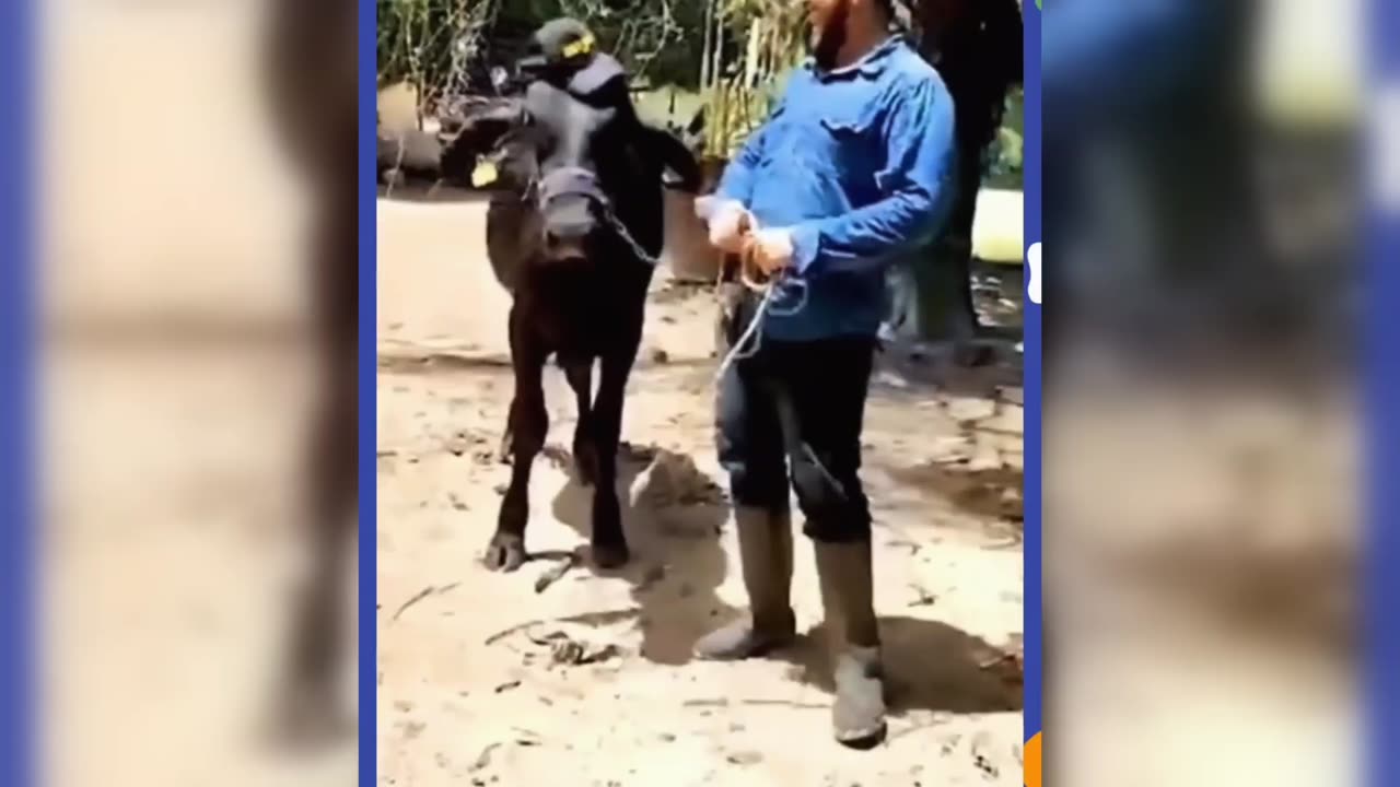 🤣 try to laugh funny animals 🤣