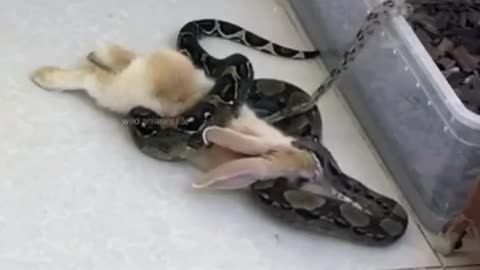 Big Python Swallow poor Rabit😢