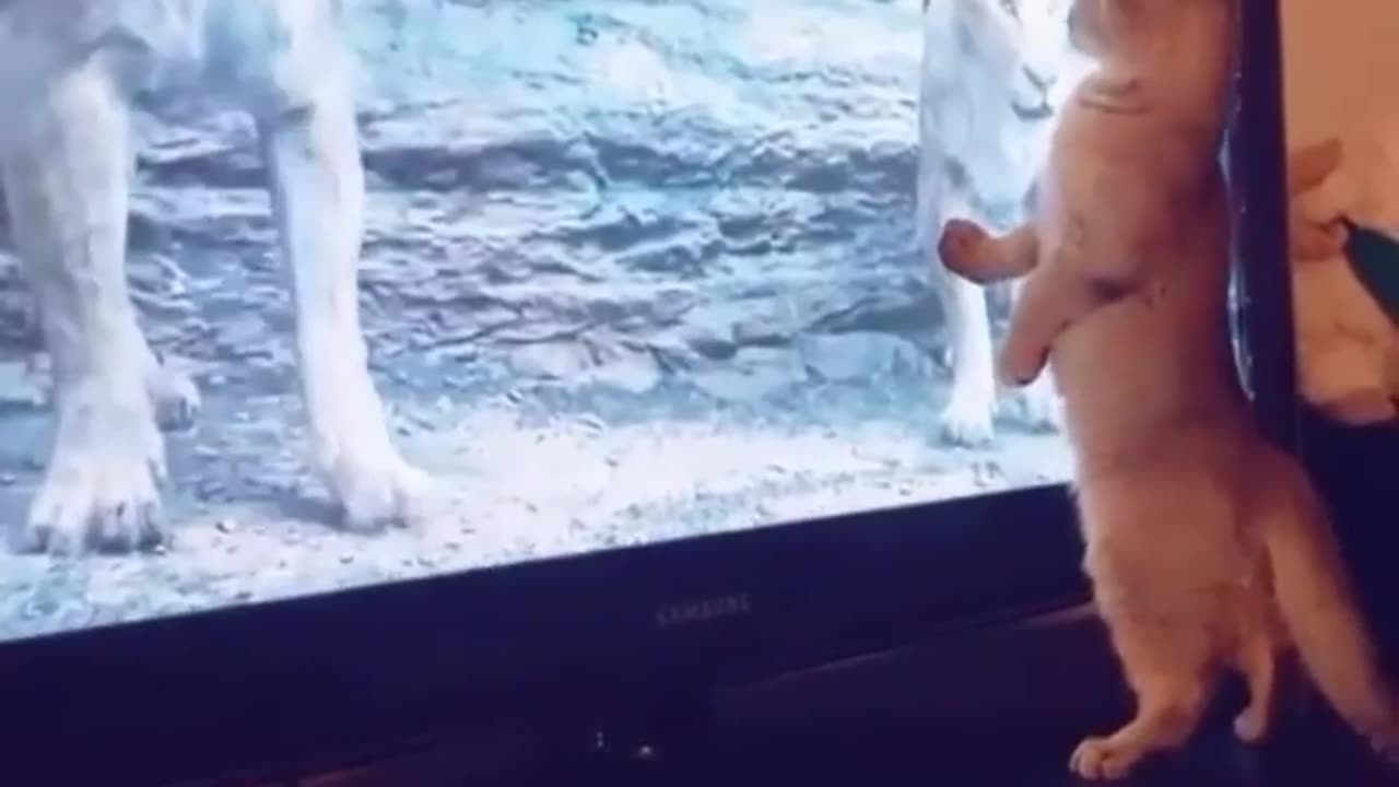 A cat watching a movie on TV.