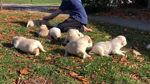 Puppies First Time Outside