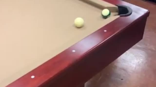 Dog pulls off very impressive billiard rail shot