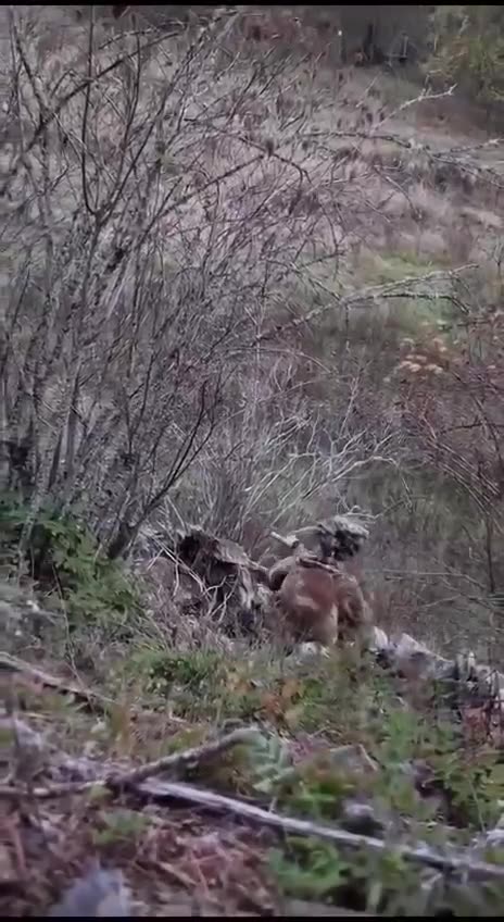 Ukrainian battle footage!