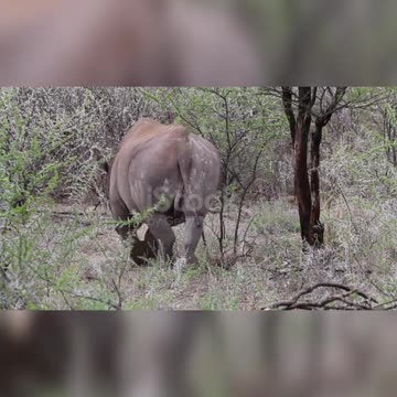 Big Black Rhino scratching the horn on a tree