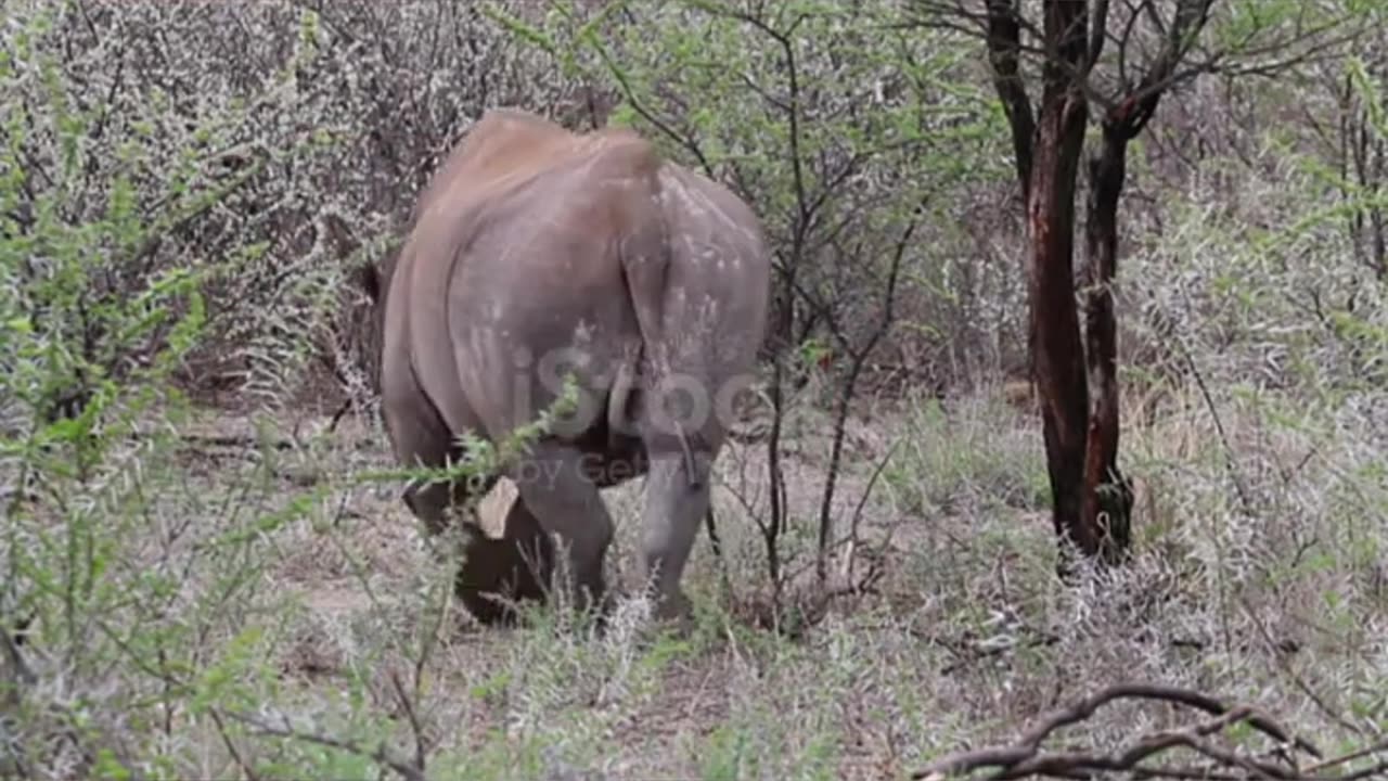 Big Black Rhino scratching the horn on a tree