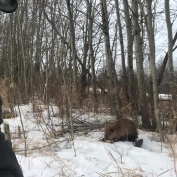 True Canadian Cowboy: The Little Canadian Beaver👀😎