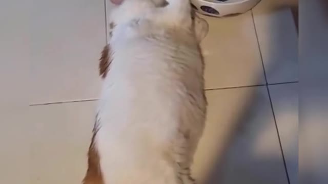 Funny cat collection, watch and laugh again