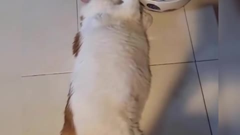 Funny cat collection, watch and laugh again