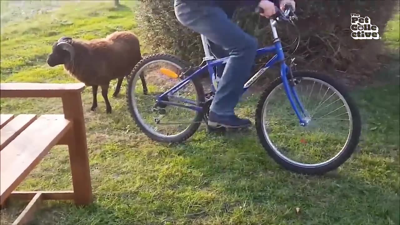 Funniest Farm Animals Video