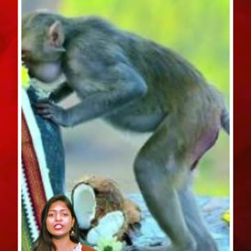 థాంక్స్ శివయ్య.. భక్తి చాటిన వానరం #short #karthikamasam #sivalinga #monkey #hugs | FBTV NEWS
