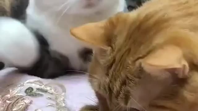 Best Funny Animal Videos 2022 😂 - Funniest Cats Videos 😻