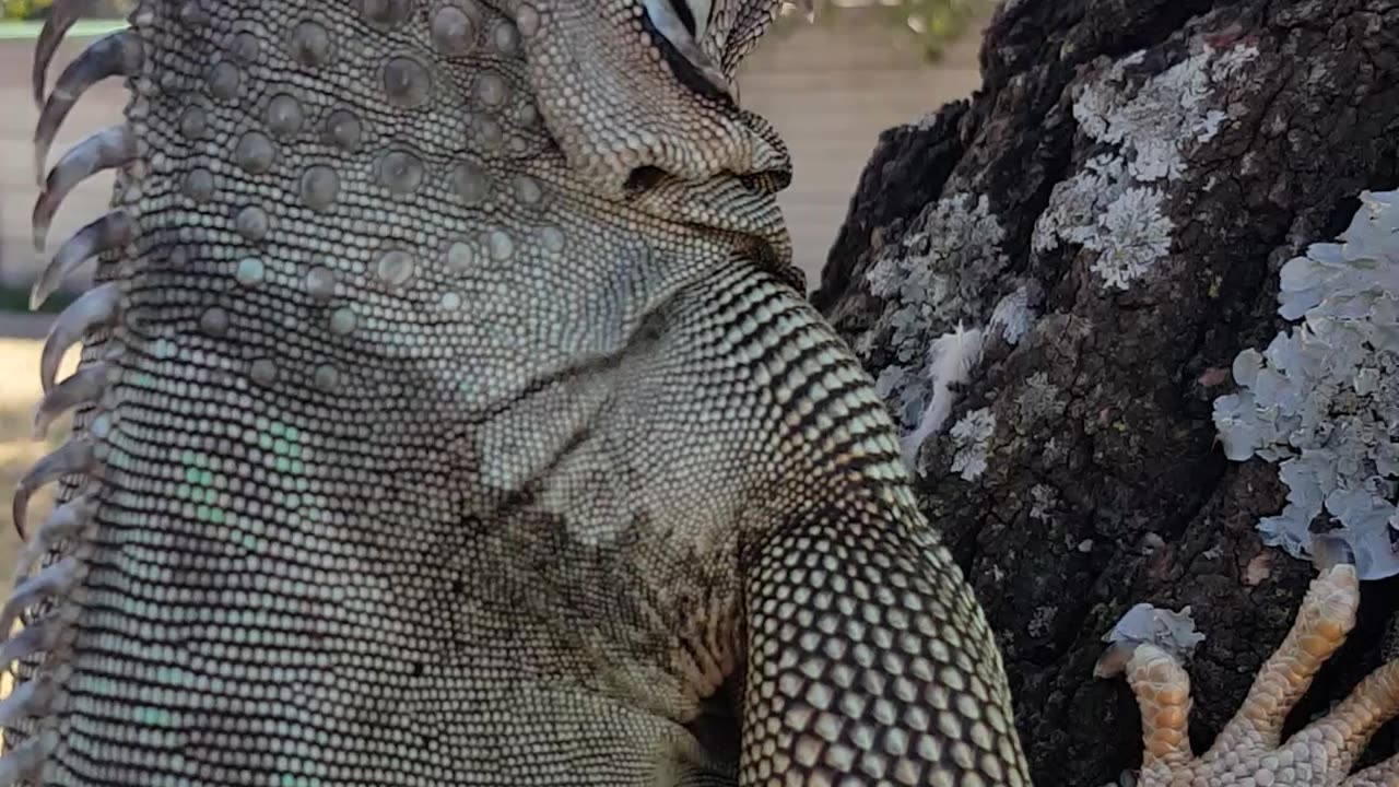 Green Iguana In A Tree!