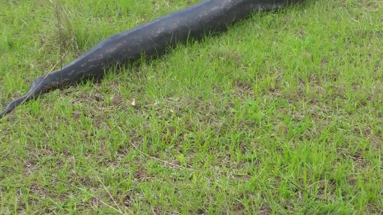 Massive Python spotted in Ballito