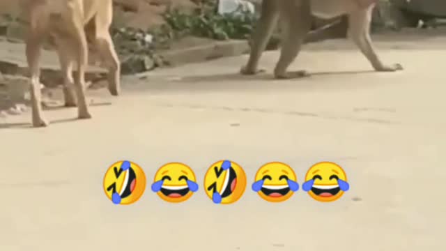 Funny and Cute Monkey Videos Compilation