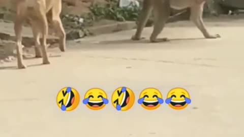 Funny and Cute Monkey Videos Compilation