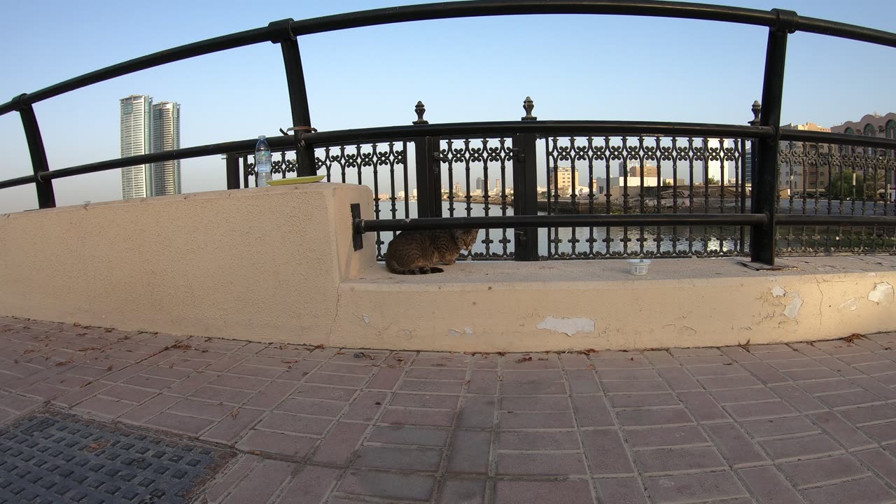 CHRIS MARTIN & MICHAEL JACKSON - Homeless cats in Ras Al Khaimah, UAE #ChrisMartin #MichaelJackson