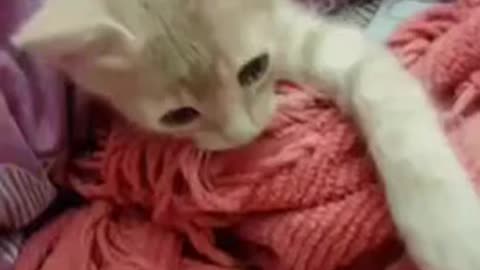 Cute Cat Gif