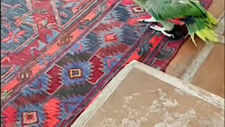 Dangerous parrot threatens owner?!?!