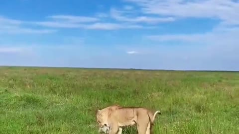 Can the lion catch the leopard