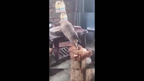 #Funny #Animal #cat #dog #viral #videos