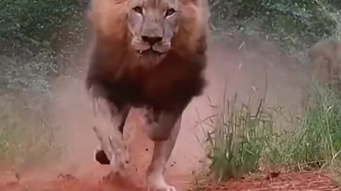 Angry lions