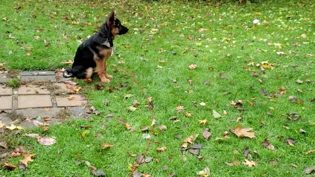 GSD Jake 4 months