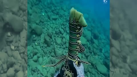 archery deep sea fish !! Really very extraordinary part.4