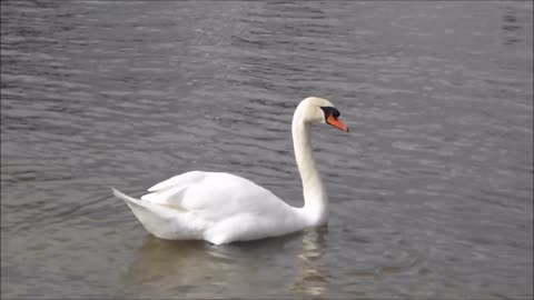 Beautiful duck are enjoy