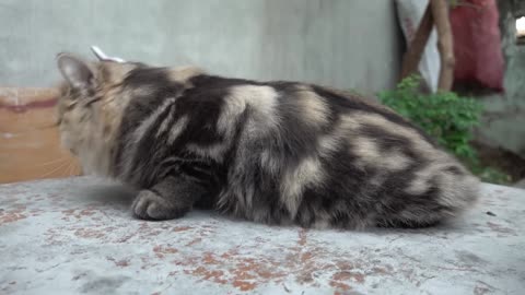 cat fany