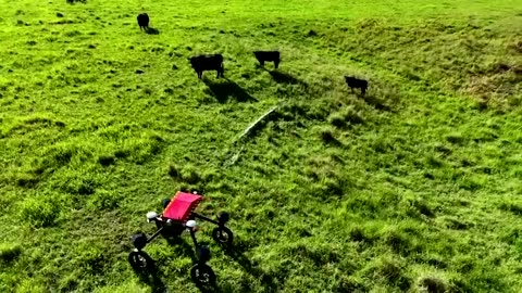 Meet Swagbot, the AI-powered robot cattle herder