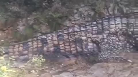 GIANT REPTILE FOSSIL