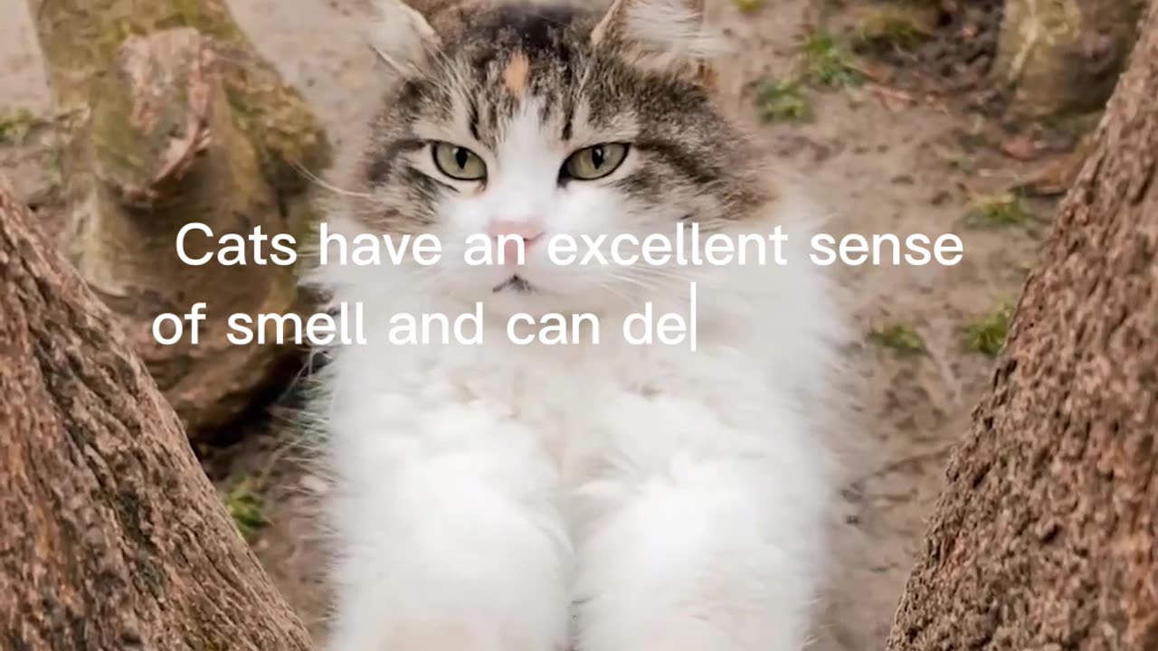 Cat Facts #2