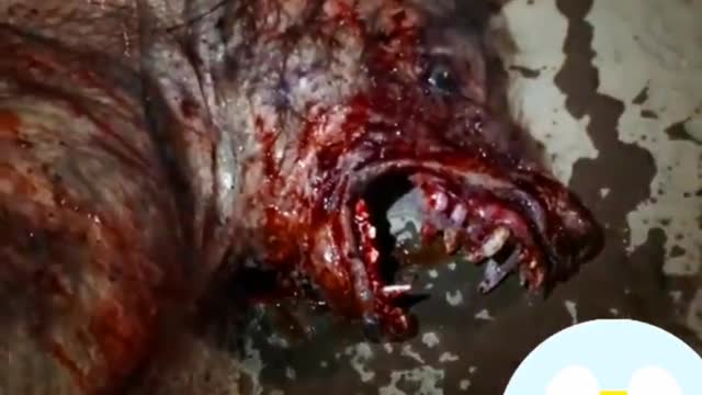 Real werewolf video seen