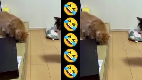 Cat 🐈🐱 comedy funny video clip 🤣🤣#rumble