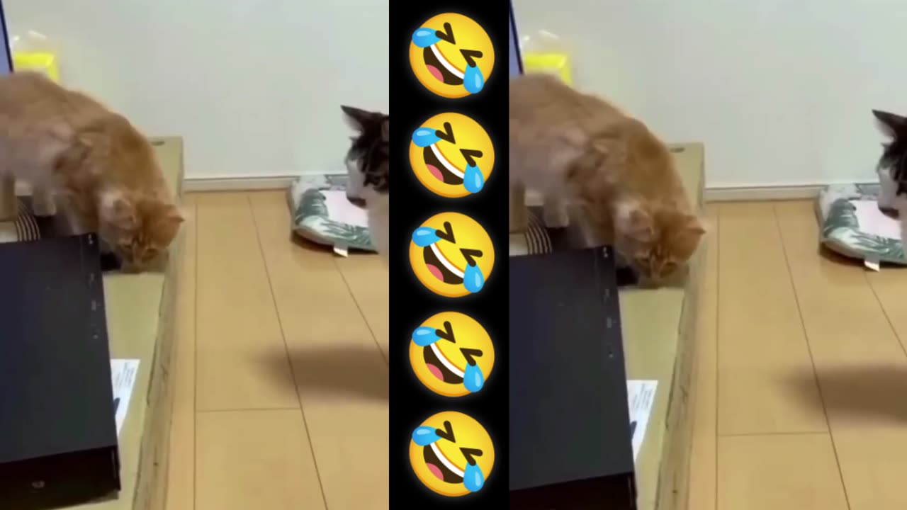 Cat 🐈🐱 comedy funny video clip 🤣🤣#rumble