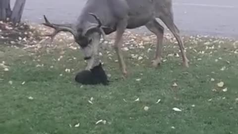 Cat Has no Fear Messing with HUGE Deer