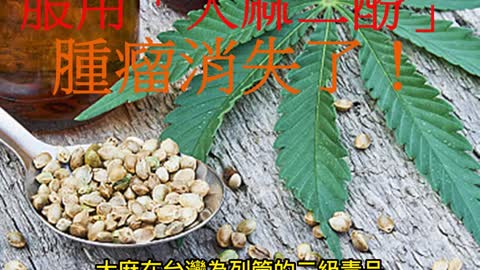 癌末擴散等死 服用「大麻二酚」 腫瘤消失了！
