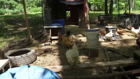 My gardens and my chickens eating green beans.