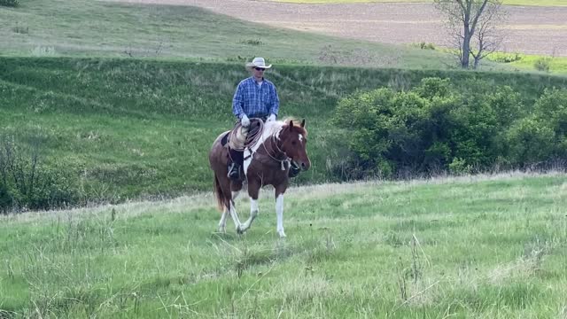 Newt 7 year old gelding For Sale