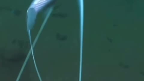 THE TRIPOD FISH IS ONE OF A KIND