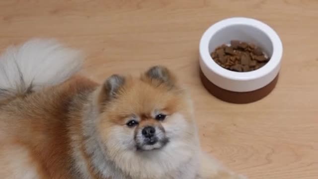 Dogs Food enjoying 🤗 Dog eating food and playing in home so cute dogs funny animals video