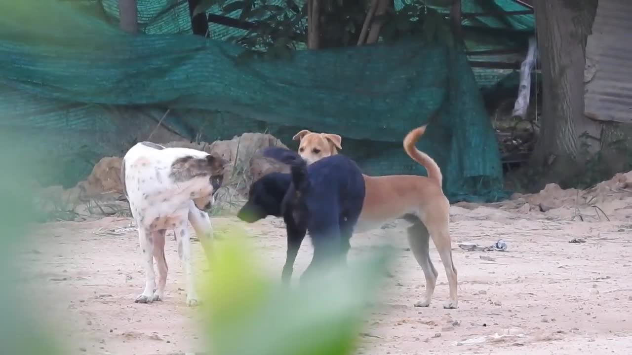 Cool Time For Black Labrador Retriever Vs German Shepherd Dog Near Sambur.