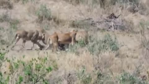 Food for Lions
