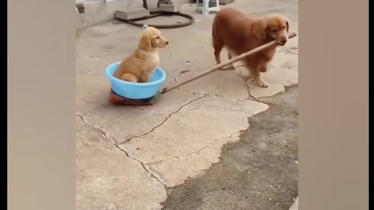 Funniest Animals🤣🤣🤣(2024)