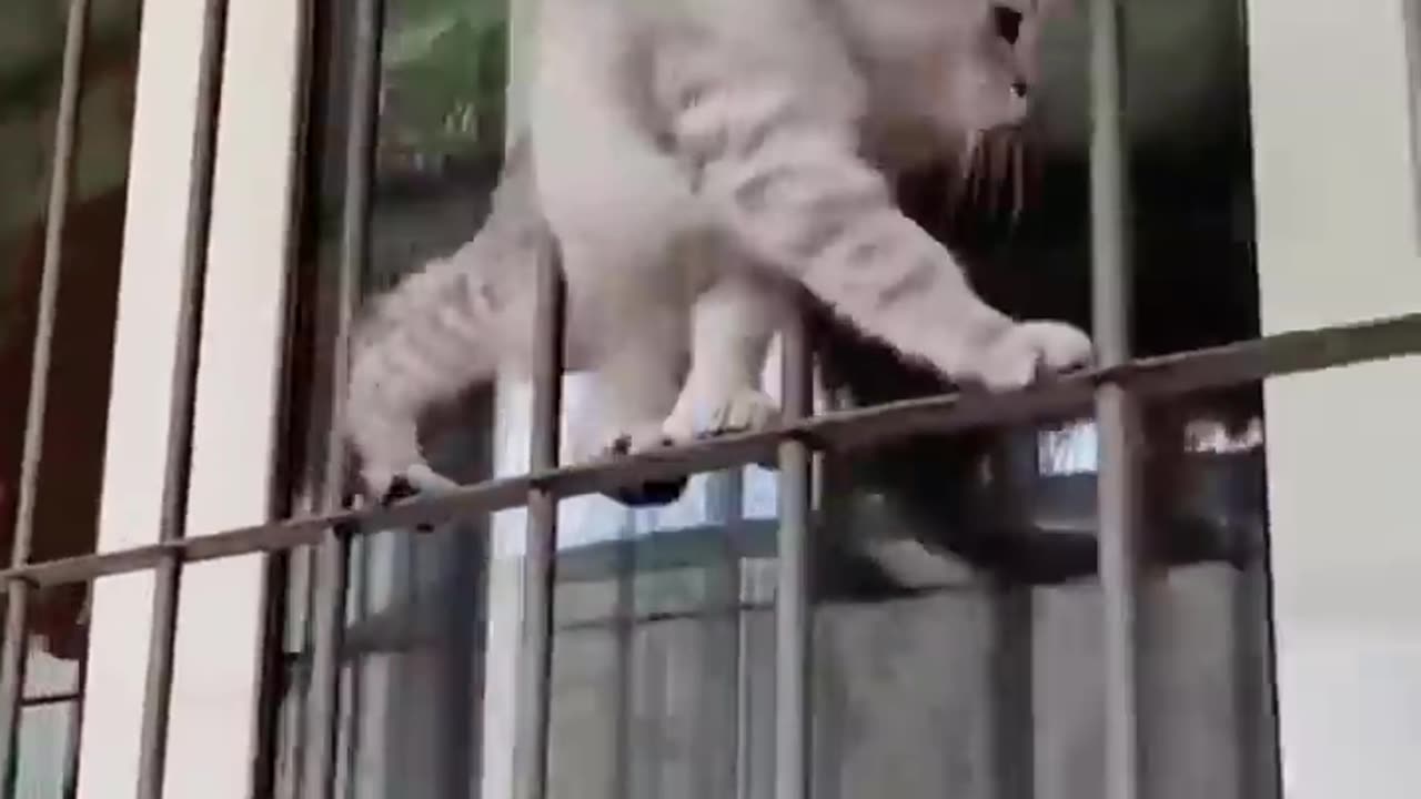 Funny cat video