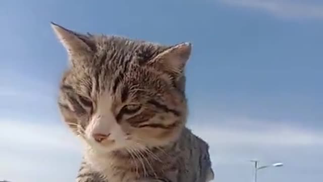 cute cats